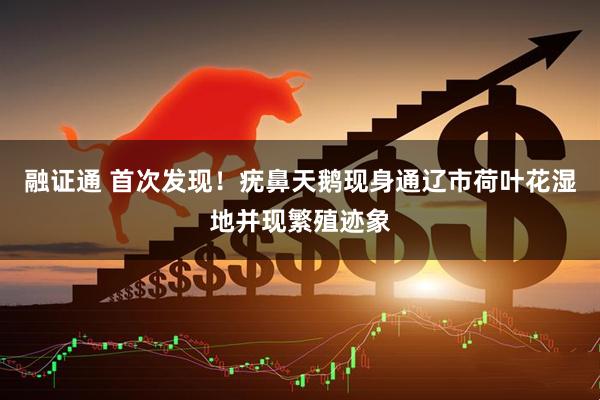 融证通 首次发现！疣鼻天鹅现身通辽市荷叶花湿地并现繁殖迹象