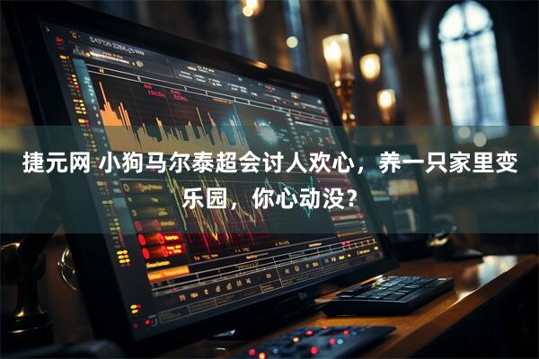捷元网 小狗马尔泰超会讨人欢心，养一只家里变乐园，你心动没？
